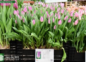 Tulipa Light Pink Prince ® (1)